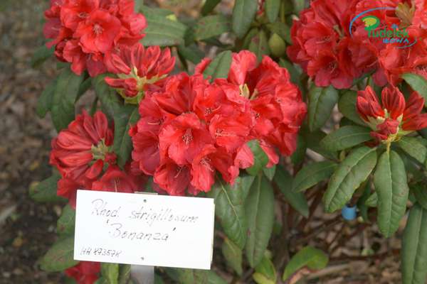 Rhododendron Bonanza